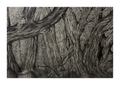 « Forest in Motion » - paper print